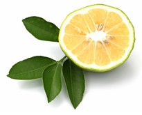 Cassetta 10 kg di bergamotto biologico